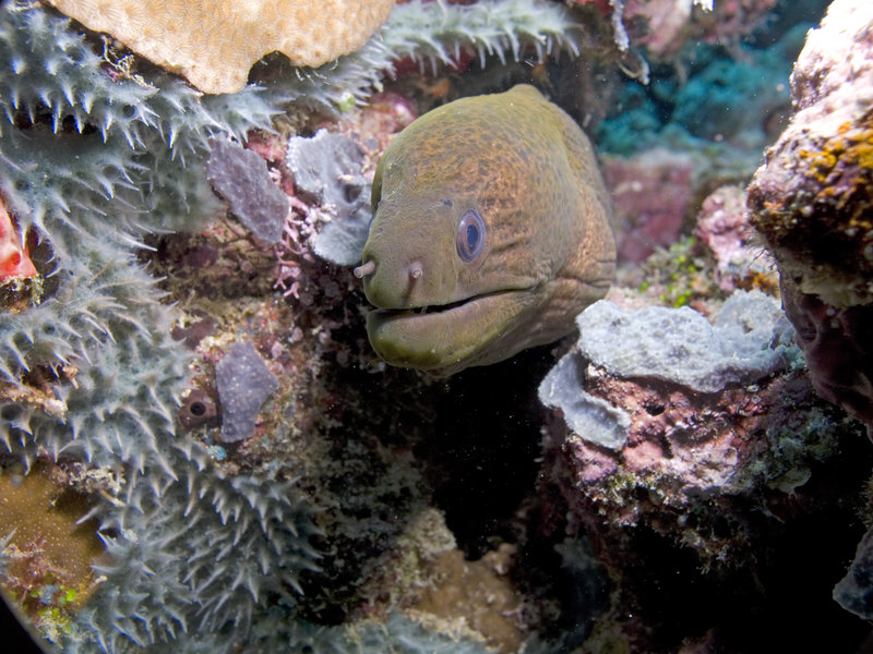 Moray eel, Barracuda Point